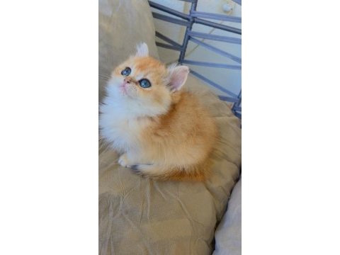 British golden ny12 longhair bebek
