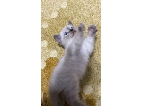 Acil yuva aranıyor güzelliklere