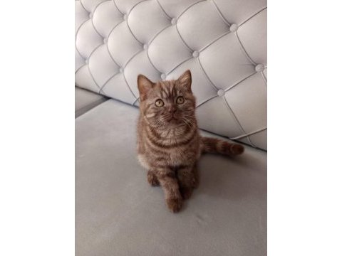 3 aylık siyah ve kahverengi british shorthair