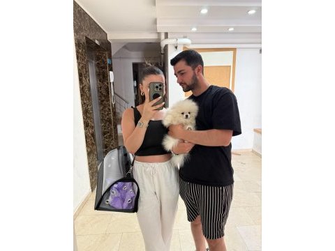 4.5 aylık pomeranian boo uyguna verilecek