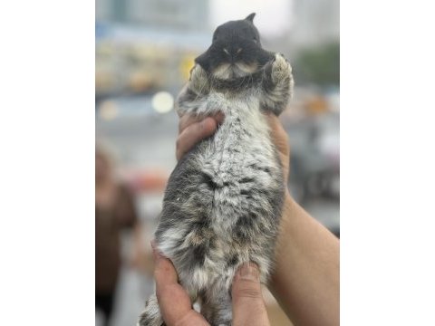 Cüce bebek tavşanlar