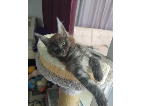 Maine coon erkek black smoke wcf