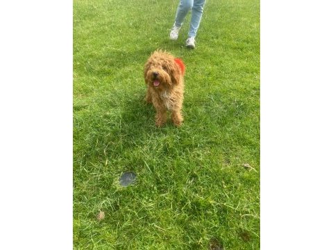 Toy poodle dişi 7 aylık