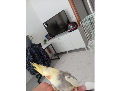 6 aylık erkek ele alışık sultan papağanı babacık diyor