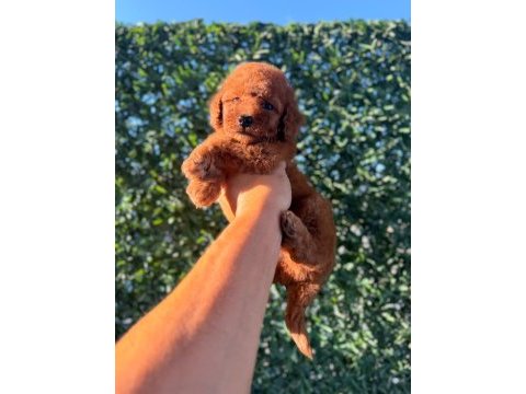Dişi red brown toy poodle