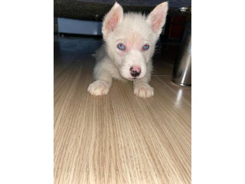 2,5 aylık gökyüzü mavisi oyuncu erkek husky