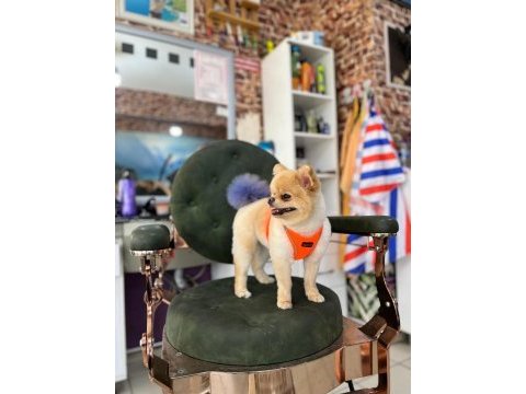 Pomeranian boo dişi için uygun erkek aranıyor