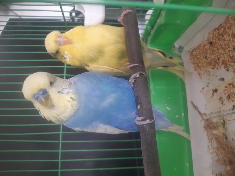 Jumbo takım yavru-yumurta garanti muhabbet kuşu