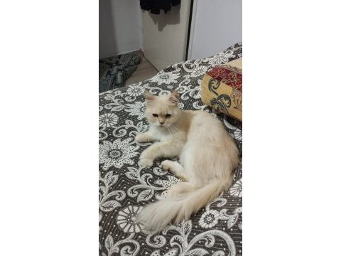 Acil sokakta bulundu kedimiz sahiplendirilecektir