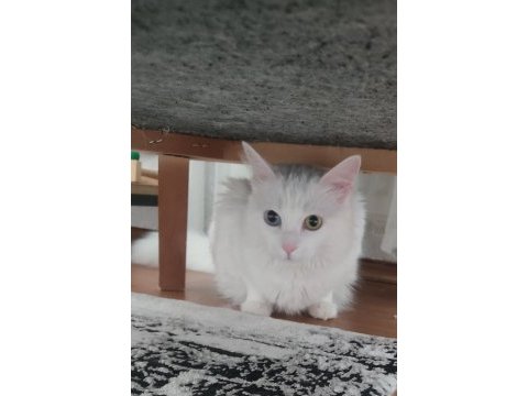 Kedimizi ücretsiz olarak sahiplendirme