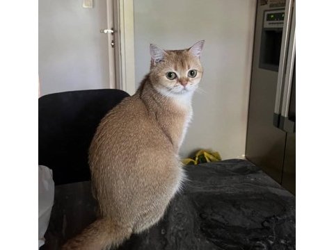 Şecereli british shorthair golden by11