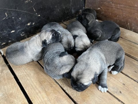 Yavru anadolu çoban köpekleri