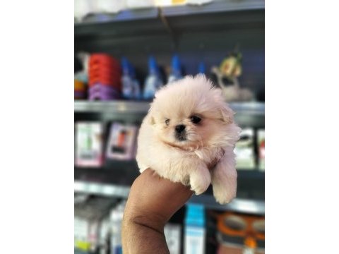 Üst kalite pekinese yavru isteyene