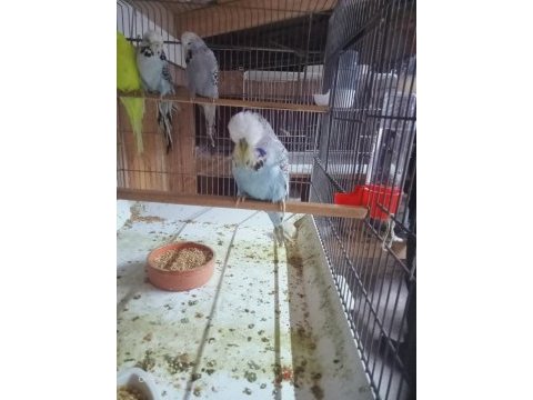 Üreticisinden muhabbet kuşlar