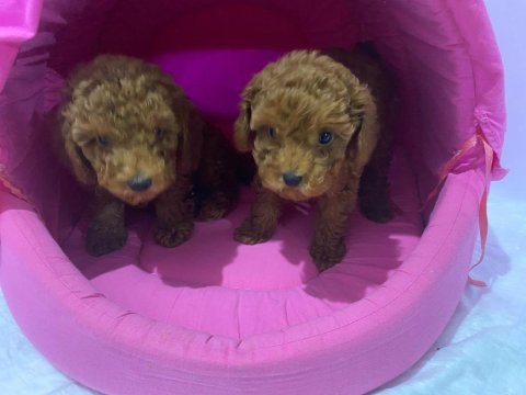 Yavru toy poodle köpeklerimize yuva arıyoruz