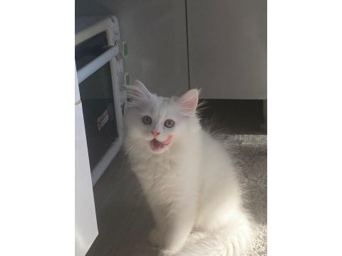 British longhair 4 aylık erkek