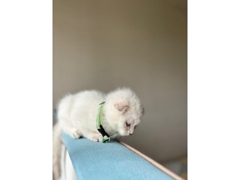 Tuvalet eğitimli 3.5 aylık scottish fold blue erkek