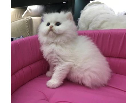 Beyaz british longhair yavrumuz