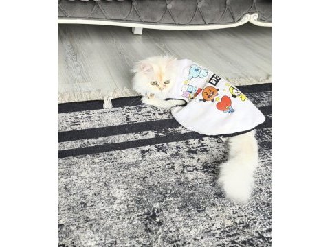 Dişi kedimiz british longhair