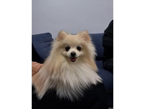 Sevgi bağımlısı 10 aylık pomeranian boo