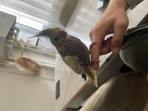 Mart 8 i doğumlu sultan papağanı