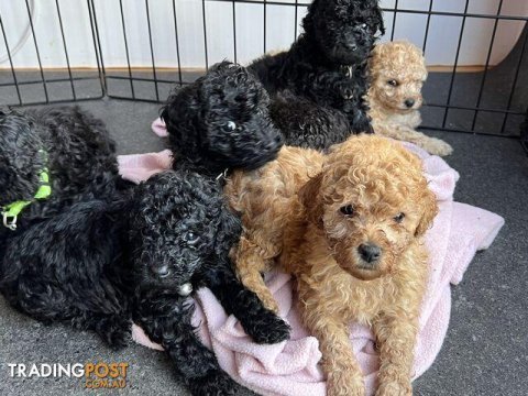 A kalite toy poodle yavrusu