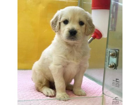 Golden retriever yavruları