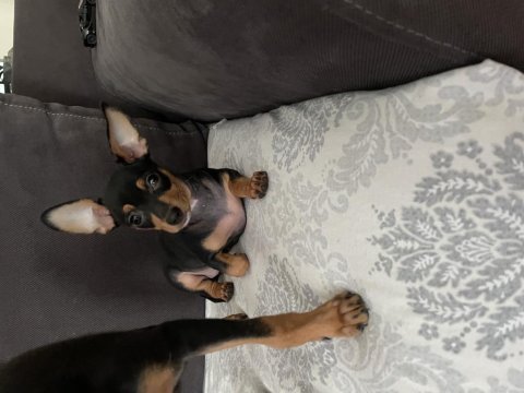 Pinscher bebekler