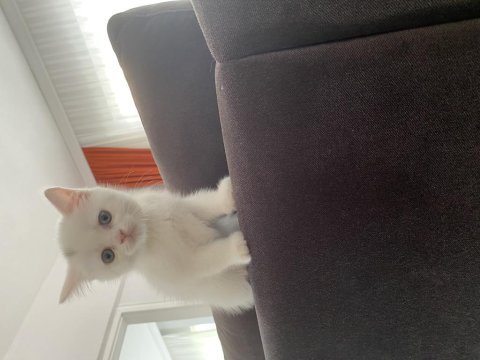 2 aylık british longhair erkek