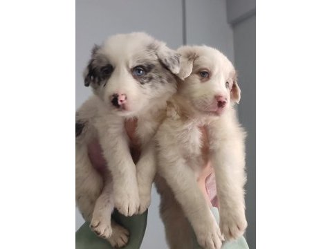 Çok iyi border collie yavruları istanbul