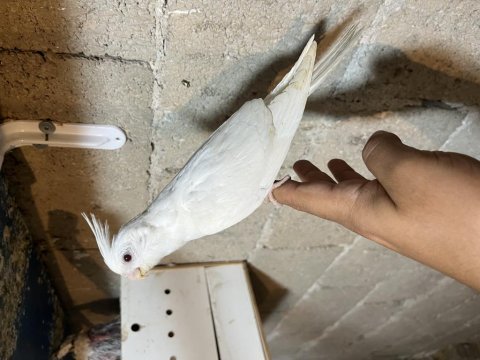 Uysal yeni yeme düşmüş sultan papaganı ev üretimi