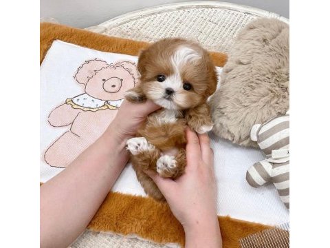 Sevgı dolusu maltıpoo bebıslerımız