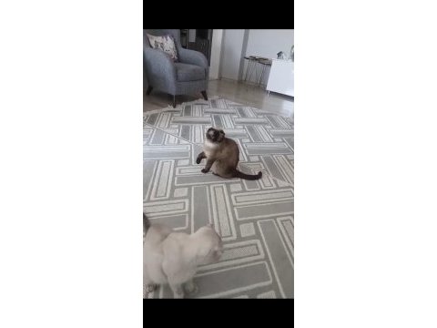 Ücretsiz 3 yaşında dişi scottish fold