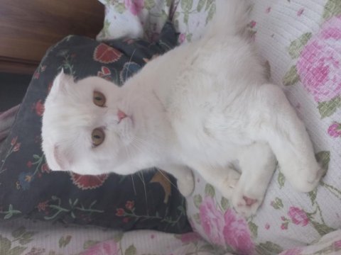 Asil sevimli uysal dişi scottish fold