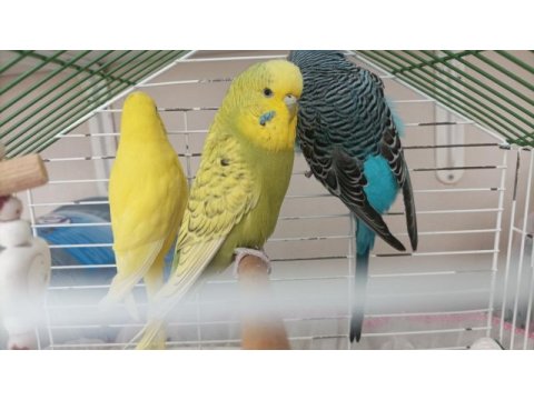 Muhabbet kuşlar tekli hepsi nasıl dersen