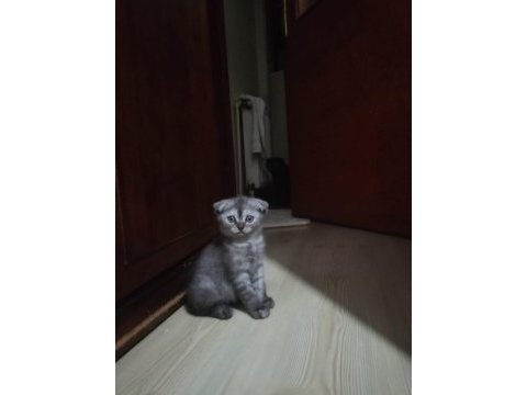 Erkek yavru scottish fold kedimiz