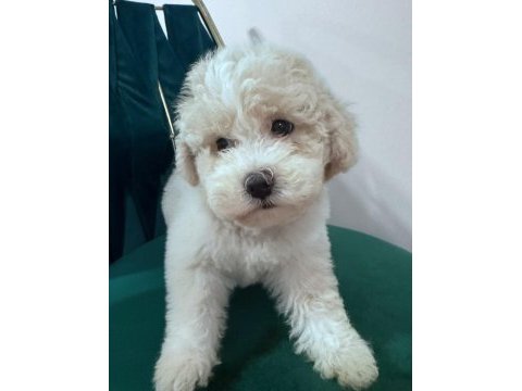 0 boy köpeklerimiz yeni ailelerine gitmeye hazır