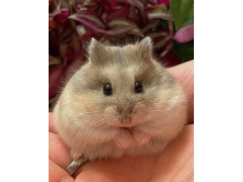 Hamster gonzales yavrular heryere gönderim
