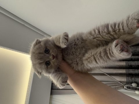 Özel ırk scottish fold