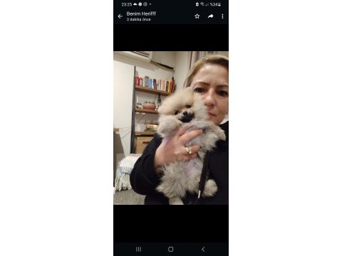 Sevimli pomeranian bebeğim