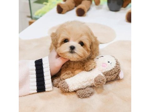 En özel kore gen maltipoo bebeklerimiz