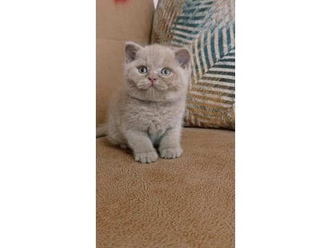 Safkan fawn british shorthair yavrumuz
