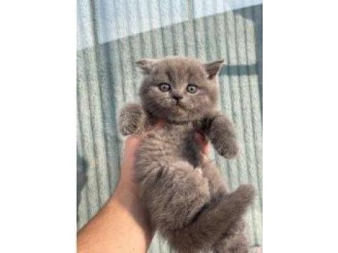 Safkan british shorthair