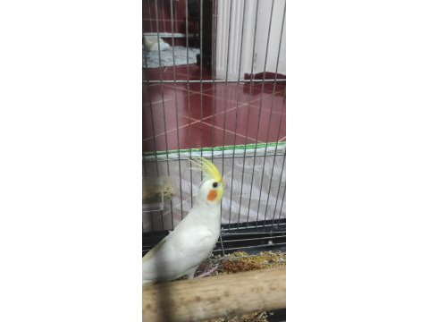 Sağlıklı erkek sultan papağanı yavrusu
