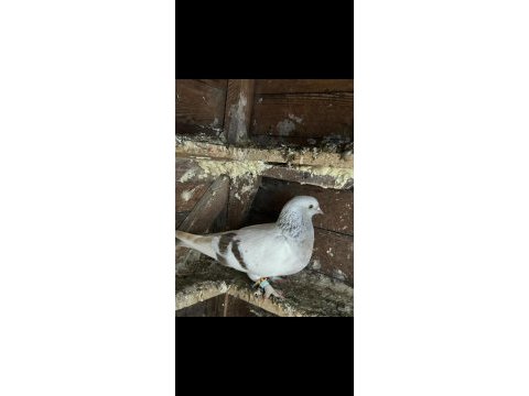 Mardin dişi güvercinler