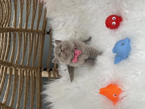 British shorthair lilak