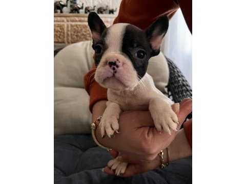 Safkan erkek french bulldog