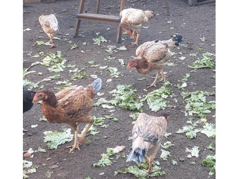 Safkan ırk horoz tavukları
