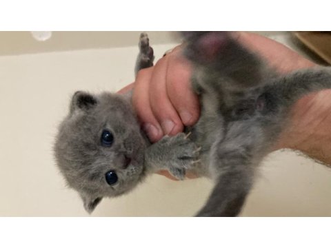 Muhteşem british shorthair yavrularımız