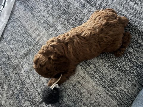 Acil sahiplendirme poodle köpeğimiz